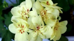 ПРО жёлтую пеларгонию First Yellow