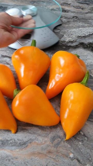 Леся жёлтая. Семена будут! смотреть онлайн