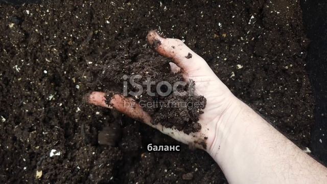 Почему чернозем самая плодородная земля?