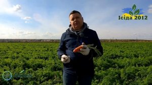 Абразо F1 / Abrazo F1,85-90 дней - Морковь, Seminis