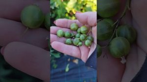 Смородина зеленая Изумрудное ожерелье