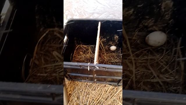 ящик переноска для подсадной утки