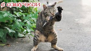 Приколы с котами! С ОЗВУЧКОЙ! СМЕШНЫЕ КОТЫ! Смешные видео с животными!