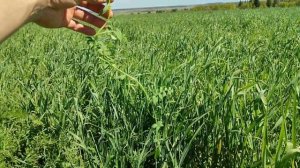 Озимая рожь + озимая вика. Ранняя зеленая масса.