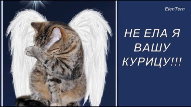 Кошки фотомодели!!!