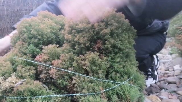 Осень! Дача! Притуживаем хвойные растения и зачем?! Где смотреть онлайн