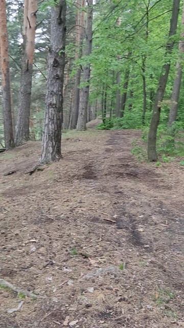 #калужскаяобласть #лес #природа #деревья #рекапротва #р смотреть онлайн