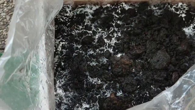 ВЫРАЩИВАНИЕ ШАМПИНЬОНОВ НА БАЛКОНЕ | Первый опыт | Час?