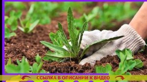 ⚫ Средство от сорняков не вредящее культурным растен?