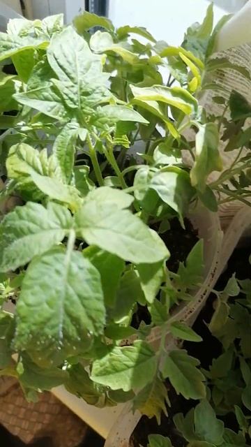 #мамавдекрете #весна #рассада смотреть онлайн