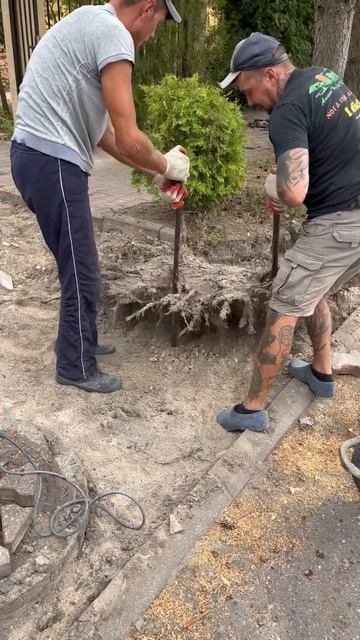 Со временем корни подняли плитку,пришлось демонтиров? смотреть онлайн