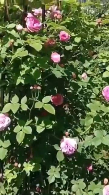 Плетистая Роза. #розы #розывсаду #цветок #цветущийсад #? смотреть онлайн