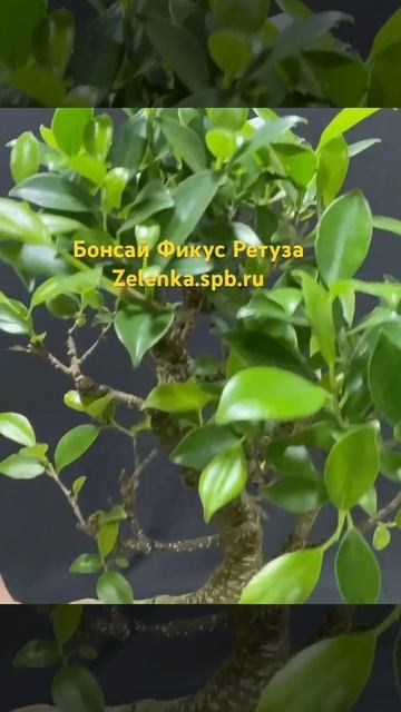 #бонсай #фикус Ретуза #растение #горшечныерастения zelenk
