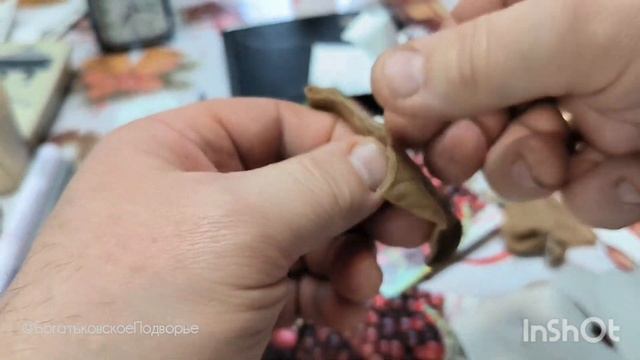 Подготавливаю семена клюквы к стратификации смотреть онлайн