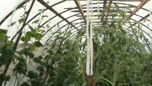 Фузариоз огурца в теплице! Как избежать! Вариант лечен