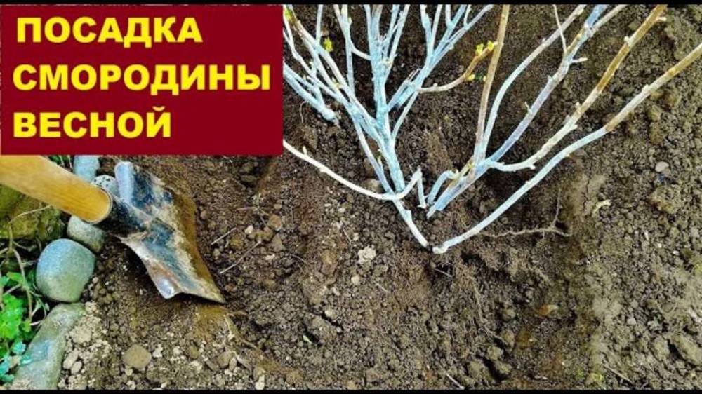 посадка смородины весной. ЛУЧШИЙ СПОСОБ 2025