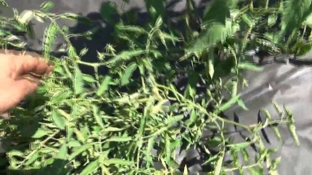 В заросших ДЕБРЯХ томата Сибирский бройлер я нашла мн смотреть онлайн