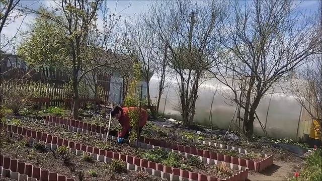 ОГОРОДНЫЕ ДЕЛА. ПЕРЕСАДИЛА КЛУБНИКУ. МУЖ ЗАНИМАЕТСЯ ОБРЕЗКОЙ КУСТОВ