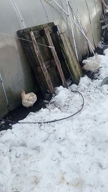 Курицы ищут червяков вокруг теплицы