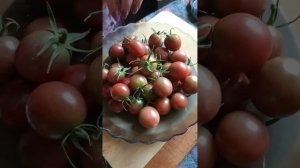 Сорт "Шоколадный Десерт Черри" (Cherry Chocolate Dessert) от 06 Авгу