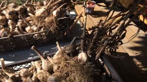 Чеснок семейный - развод или правда?