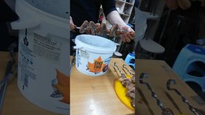 Как правильно нанизывать куриные крылья на шампур.