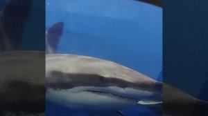 Улица Кубинка дом 22 корпус 2. Утро 5.13 Виброколонка или профессиональные соседи?