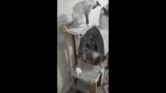 Смешные кошки и коты. Приколы с животными. Уроки гигиены от Маруси!