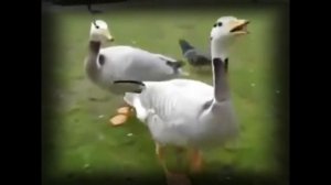 Приколы с гусями