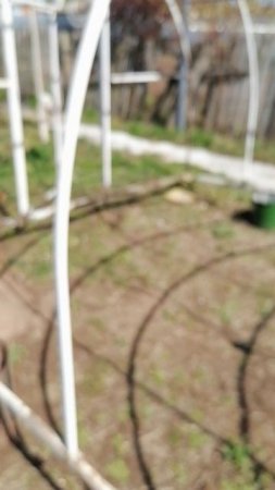 Дела огородносадовые