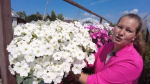 БУДЕТЕ ВЫБИРАТЬ ПЕТУНИИ - СЕЙТЕ ЭТИ, ИЗ СЕРИИ ЗАЦВЕТЕТ!