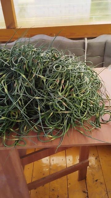 чеснок РТ оборвали стрелки смотреть онлайн