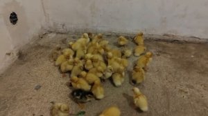 содержание утят в домашних условиях