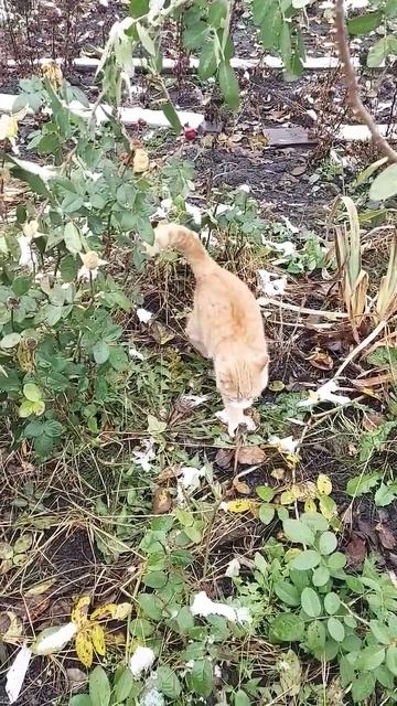 Посадка новых сортов пионов ...#осень2024 #образование #п? смотреть онлайн