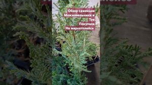 КУПИЛА САЖЕНЦЫ НА  МАРКЕТПЛЕЙСЕ. МОЖЖЕВЕЛЬНИКИ И ТУИ. ?
