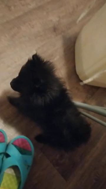 шпиц смотреть онлайн