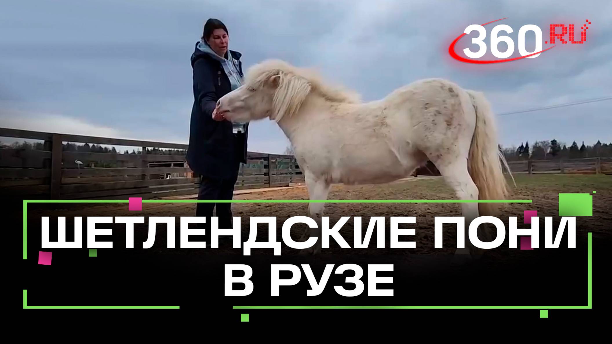 Шетлендские пони покорили "Рузскую Аляску"