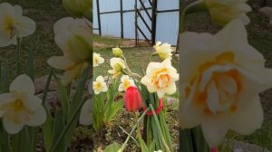 Первые яркие краски в саду.Нарциссы,тюльпаны.