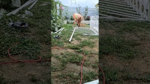 27 июля 2024 г. шпалера😂 для любимых плетистых роз.