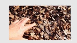 Соснова кора для ландшафтного дизайну. Як вибрати пот?