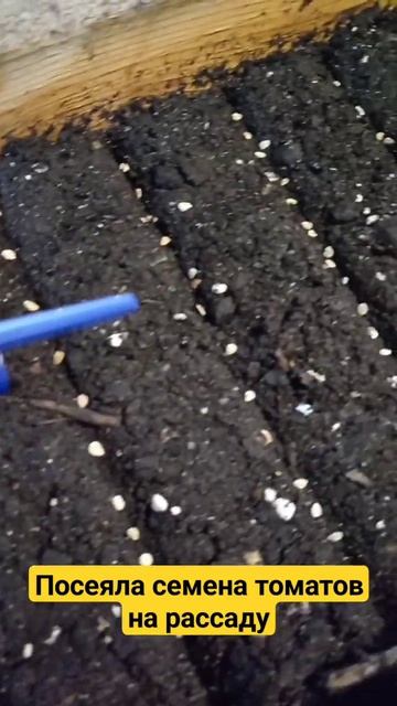 Как сею томаты на рассаду. #помидоры #рассада #томаты #р смотреть онлайн