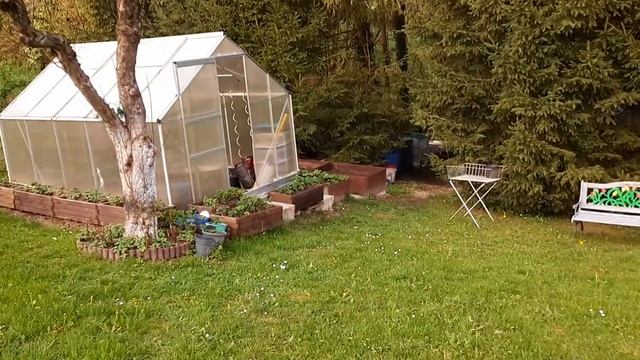 Просматриваю все гортензии, даю подкормку, посадка но?