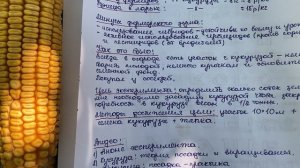 Выращивание кукурузы на 1 сотке - анонс эксперимента