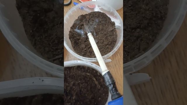 1 марта 2024 года посеяла семена лука порея и репчатого. ? смотреть онлайн