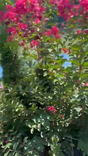 Продам саженцы индийской сирени ( Лагестремия) смотреть онлайн