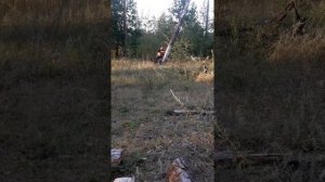 ,,Медведь" валит деревья".