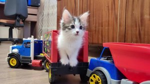 Мама-кошка и ее котята. Котята играют с детскими машинками 1.