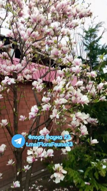 Магнолии Морозостойкие цветут в апреле-мае смотреть онлайн