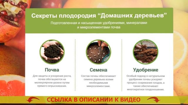 ❗ КАК РАСТИТЬ ЛИМОННОЕ ДЕРЕВО ДОМА ПРАВИЛЬНО