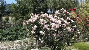 Рабочие Будни .Питомник Роз Полины Козловой rozarium biz